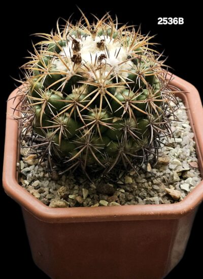 Coryphantha borwigii -Haage (12x12)-2536B