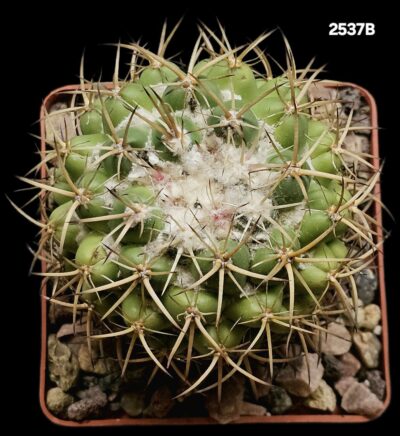 Coryphantha borwigii -Haage (8x8)-2537B - Зображення 2