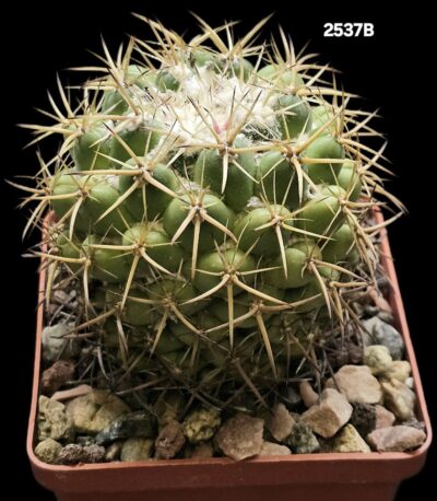 Coryphantha borwigii -Haage (8x8)-2537B