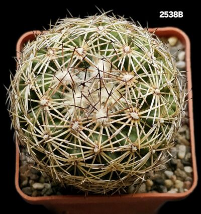 Coryphantha radians var. bernalensis -PAN 91(6x6)-2538B - Зображення 2