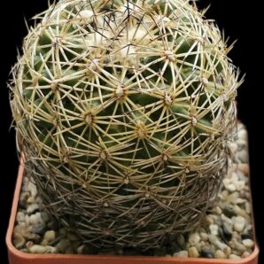 Coryphantha radians var. bernalensis -PAN 91(6x6)-2538B