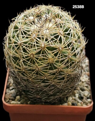 Coryphantha radians var. bernalensis -PAN 91(6x6)-2538B