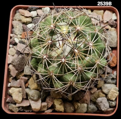 Coryphantha reduncispina (8x8)-2539B - Зображення 2