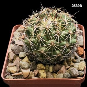 Coryphantha reduncispina (8x8)-2539B