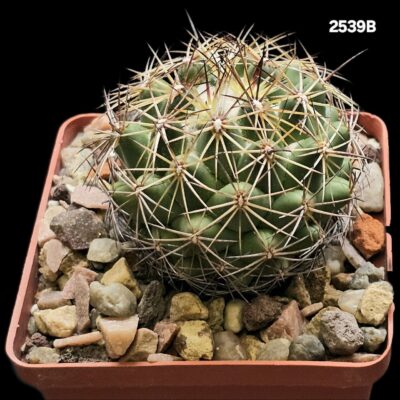 Coryphantha reduncispina (8x8)-2539B