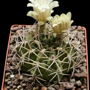 Gymnocalycium megatae –GK (10x10)-2540B