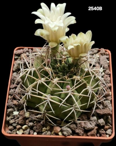 Gymnocalycium megatae –GK (10x10)-2540B
