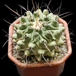Thelocactus rinconensis var. nidulans -MG (12x12)-2541B