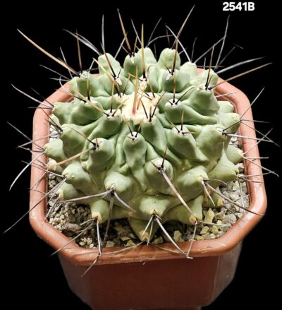 Thelocactus rinconensis var. nidulans -MG (12x12)-2541B