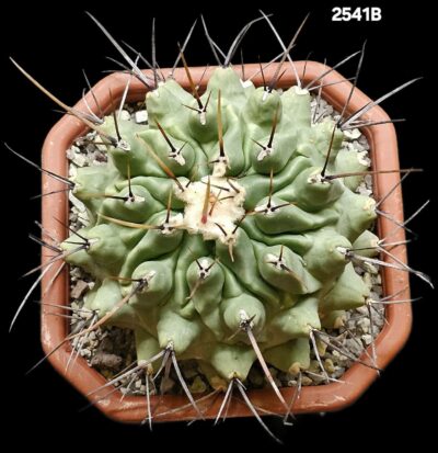 Thelocactus rinconensis var. nidulans -MG (12x12)-2541B - Зображення 2