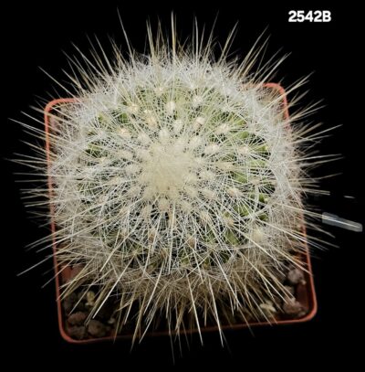 Echinomastus macdowellii (10x10)-2542B - Зображення 2