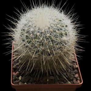Echinomastus macdowellii (10x10)-2542B