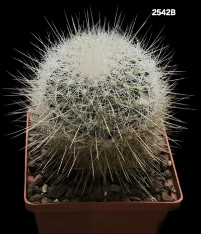 Echinomastus macdowellii (10x10)-2542B