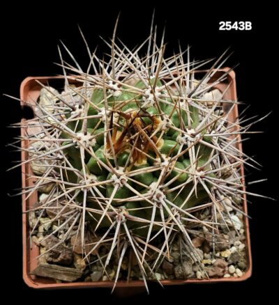 Gymnocalycium horridispinum -GK (10x10)-2543B - Зображення 2