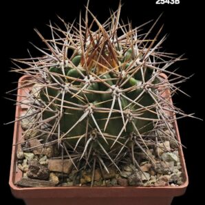 Gymnocalycium horridispinum -GK (10x10)-2543B
