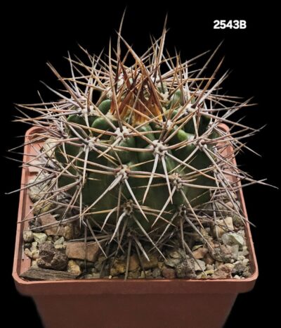 Gymnocalycium horridispinum -GK (10x10)-2543B