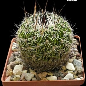 Echinofossulocactus zacatecasensis -PP 63 (10x10)-2544B