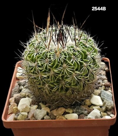 Echinofossulocactus zacatecasensis -PP 63 (10x10)-2544B