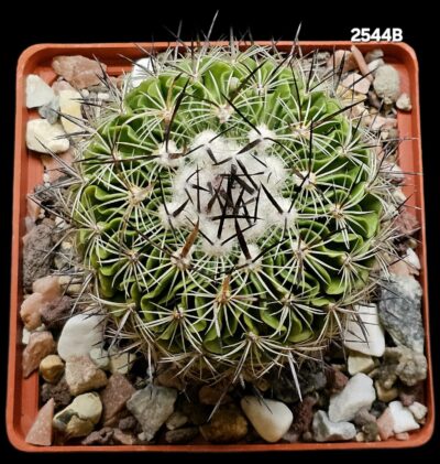 Echinofossulocactus zacatecasensis -PP 63 (10x10)-2544B - Зображення 2