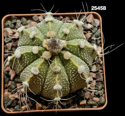 Astrophytum hybrid `SenAs` - (8x8)-2545B - Зображення 2