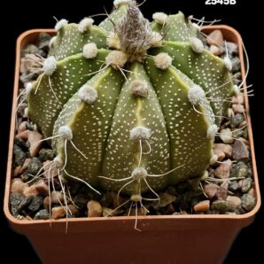 Astrophytum hybrid `SenAs` - (8x8)-2545B