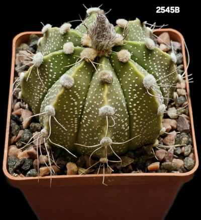 Astrophytum hybrid `SenAs` - (8x8)-2545B
