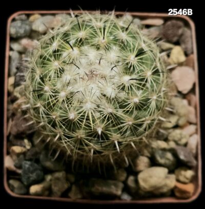 Coryphantha vaupeliana -MG (8x8)-2546B - Зображення 2