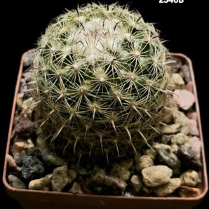 Coryphantha vaupeliana -MG (8x8)-2546B