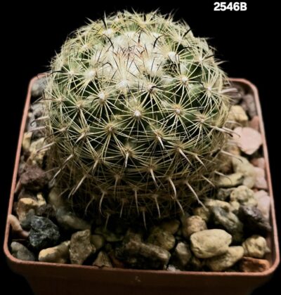 Coryphantha vaupeliana -MG (8x8)-2546B