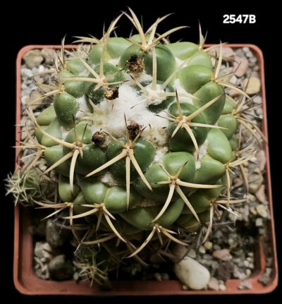 Coryphantha sulcolanata -GK (10x10)-2547B - Зображення 2