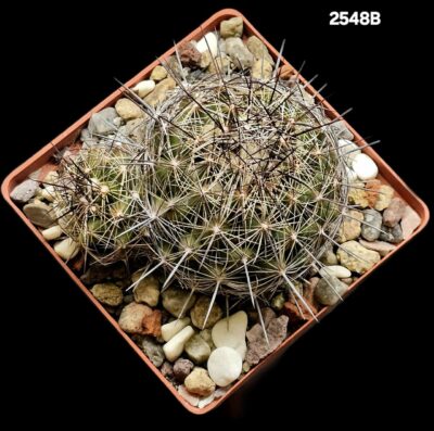 Coryphantha nickelsae -SB 552(10x10)-2548B - Зображення 2