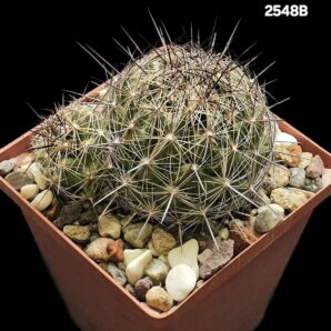Coryphantha nickelsae -SB 552(10x10)-2548B