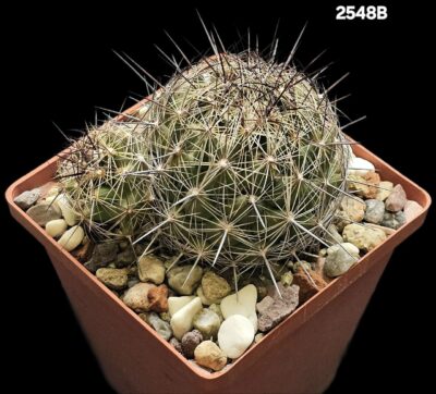 Coryphantha nickelsae -SB 552(10x10)-2548B