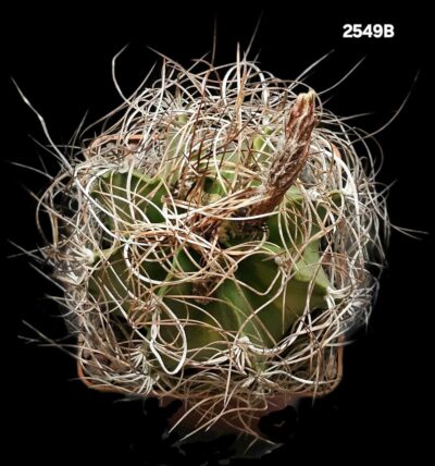 Astrophytum senile (pink fl.) -Bruer (8x8)-2549B - Зображення 2
