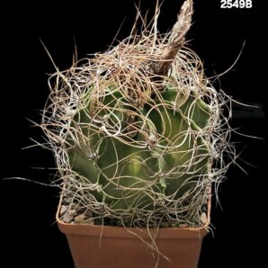 Astrophytum senile (pink fl.) -Bruer (8x8)-2549B