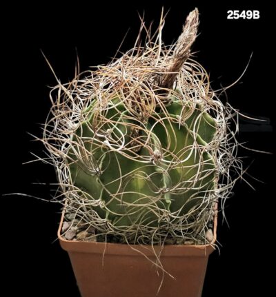 Astrophytum senile (pink fl.) -Bruer (8x8)-2549B