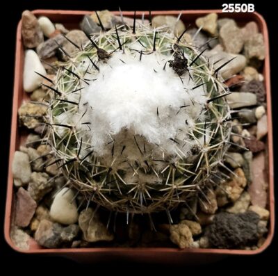 Coryphantha pallida - CH 154(8x8)2550B - Зображення 2