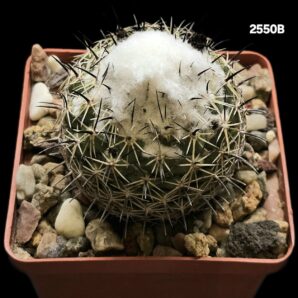 Coryphantha pallida - CH 154(8x8)2550B