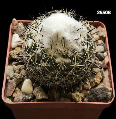 Coryphantha pallida - CH 154(8x8)2550B