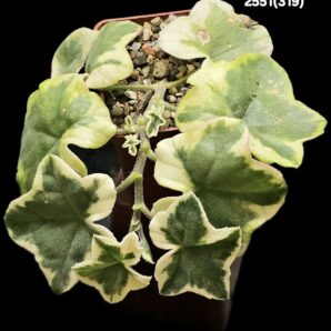 Pelargonium `Jip`s Twink` (D pl.=13)-2551(319)