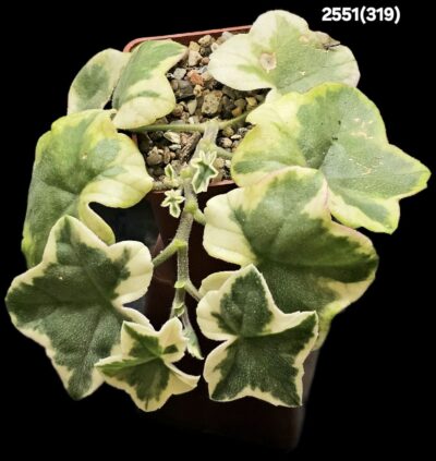 Pelargonium `Jip`s Twink` (D pl.=13)-2551(319)