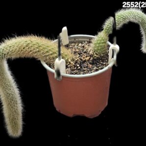 Hildewintera colademononis (D=10)-2552(257)