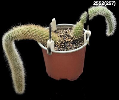 Hildewintera colademononis (D=10)-2552(257)