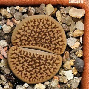 Lithops hookeri (vermiculate Form) -C 051 (5x5)-2553(51)