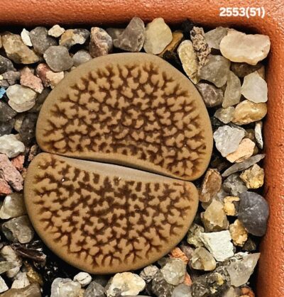 Lithops hookeri (vermiculate Form) -C 051 (5x5)-2553(51)