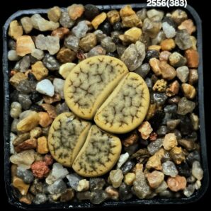 Lithops gracilidelineata ssp. brandbergensis -C 383 (2h)(5x5)- 2556(383)