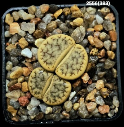 Lithops gracilidelineata ssp. brandbergensis -C 383 (2h)(5x5)- 2556(383)