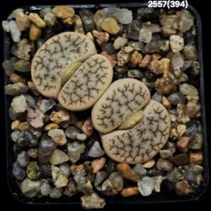 Lithops gracilidelineata ssp. brandbergensis -C 394 (2h)(5x5)- 2557(394)