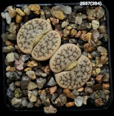 Lithops gracilidelineata ssp. brandbergensis -C 394 (2h)(5x5)- 2557(394)