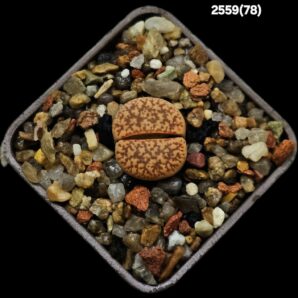 Lithops gesinae var. annae -C 078 (5x5)-2559(78)